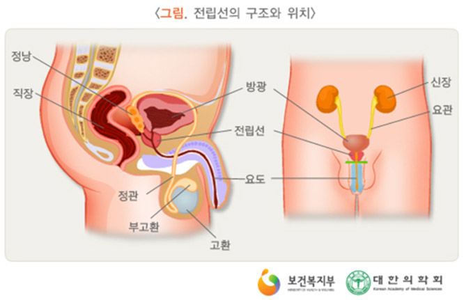 전립선의 구조와 위치